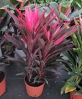 Red Pepper Cordyline